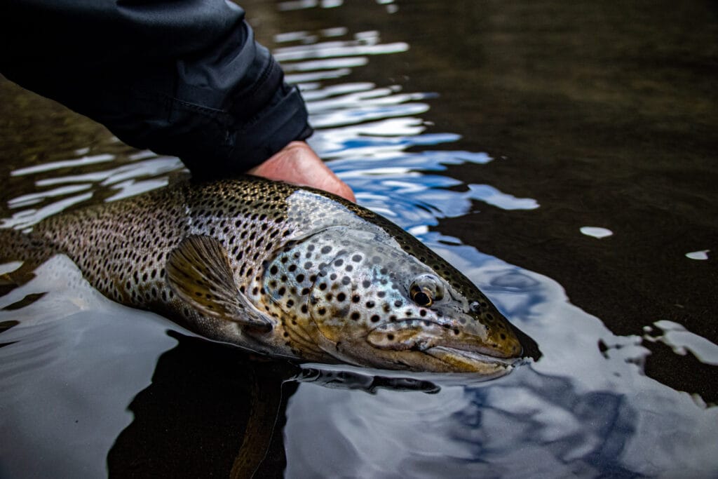 The Highlands, brown trout, Kaldakvisl, tungnaa, Iceland Arctic char fishing, Aardvark McLeod