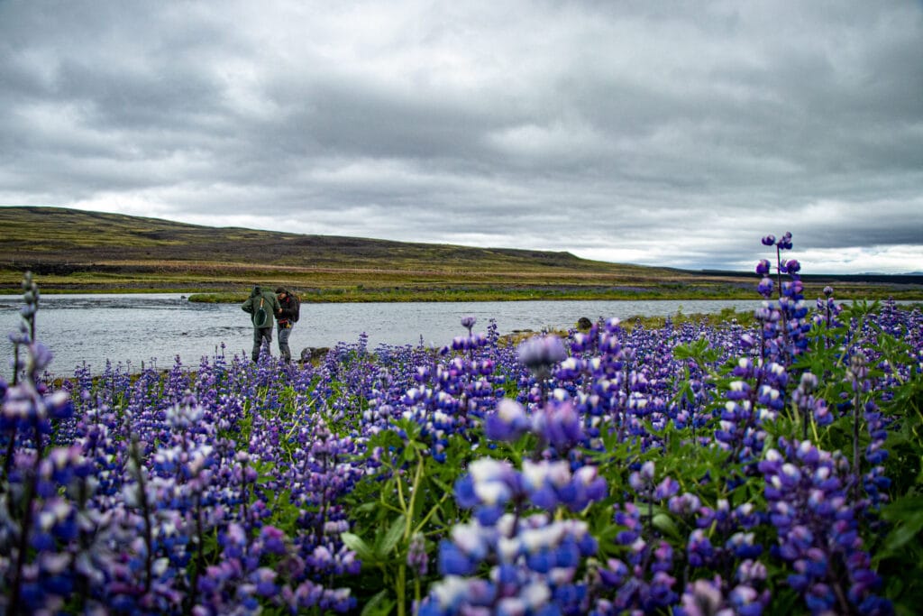 The Highlands, brown trout, Kaldakvisl, tungnaa, Iceland Arctic char fishing, Aardvark McLeod