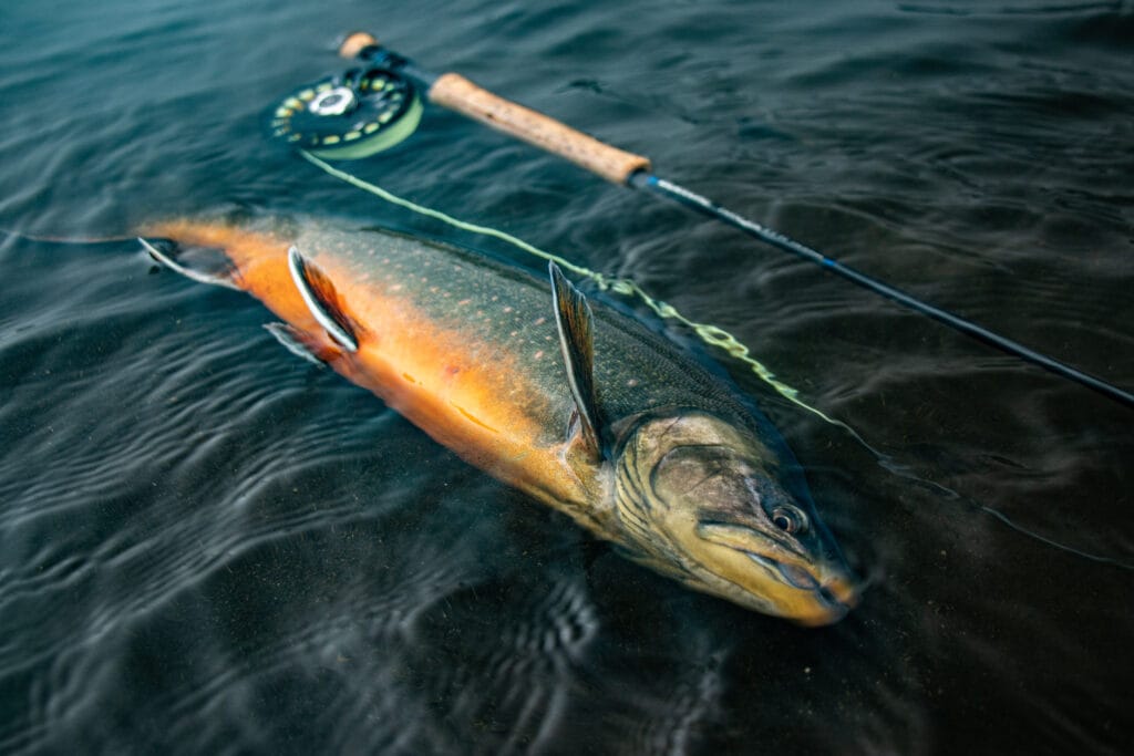 The Highlands, brown trout, Kaldakvisl, tungnaa, Iceland Arctic char fishing, Aardvark McLeod