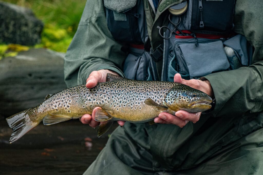 The Highlands, brown trout, Kaldakvisl, tungnaa, Iceland Arctic char fishing, Aardvark McLeod