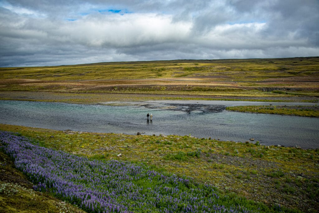 The Highlands, brown trout, Kaldakvisl, tungnaa, Iceland Arctic char fishing, Aardvark McLeod