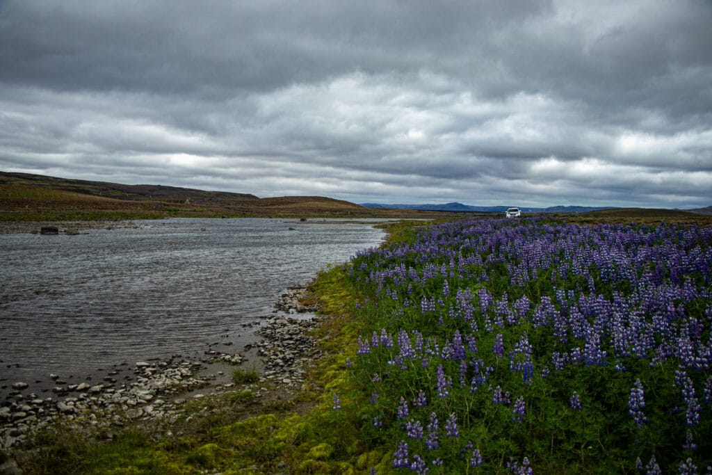 The Highlands, brown trout, Kaldakvisl, tungnaa, Iceland Arctic char fishing, Aardvark McLeod