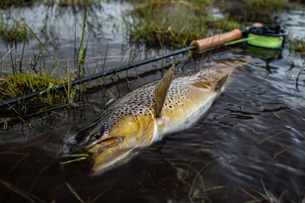 The Highlands, brown trout, Kaldakvisl, tungnaa, Iceland Arctic char fishing, Aardvark McLeod