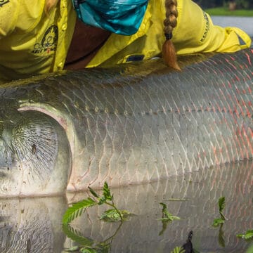 Pirarucu Lodge, arapaima, fly fishing Amazon, fly fishing Brazil, Aardvark McLeod