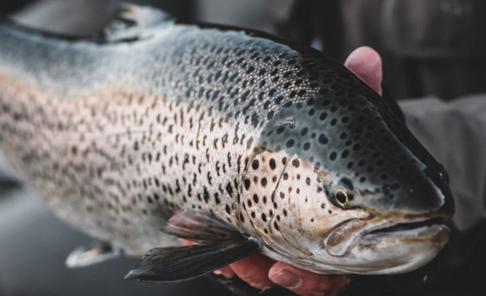 West Ranga brown trout fishing, Iceland trout fishing, Aardvark McLeod
