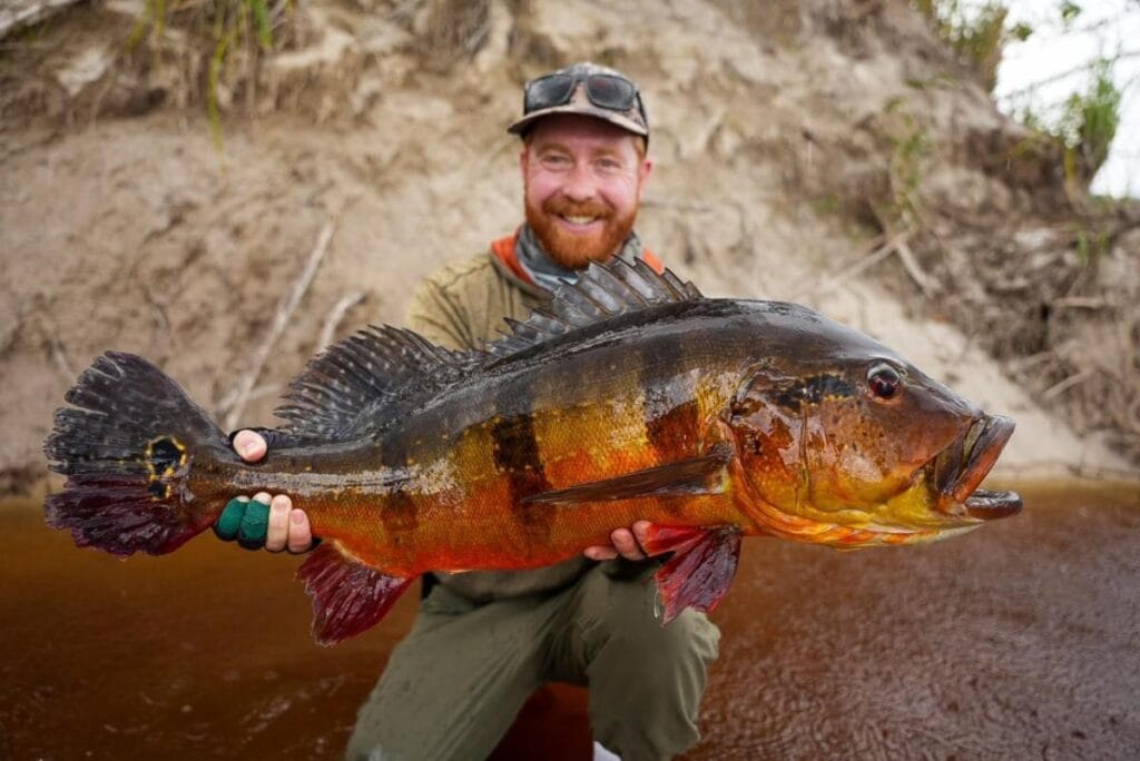 Rio Marie peacock bass, Aardvark McLeod