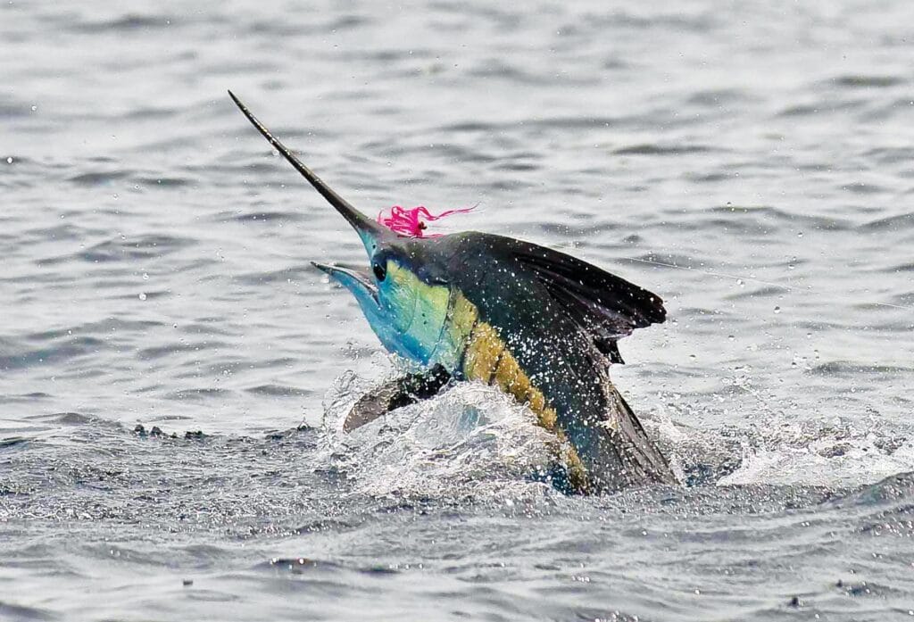 Ten reasons to try saltwater fly fishing 
Alphonse sailfish 