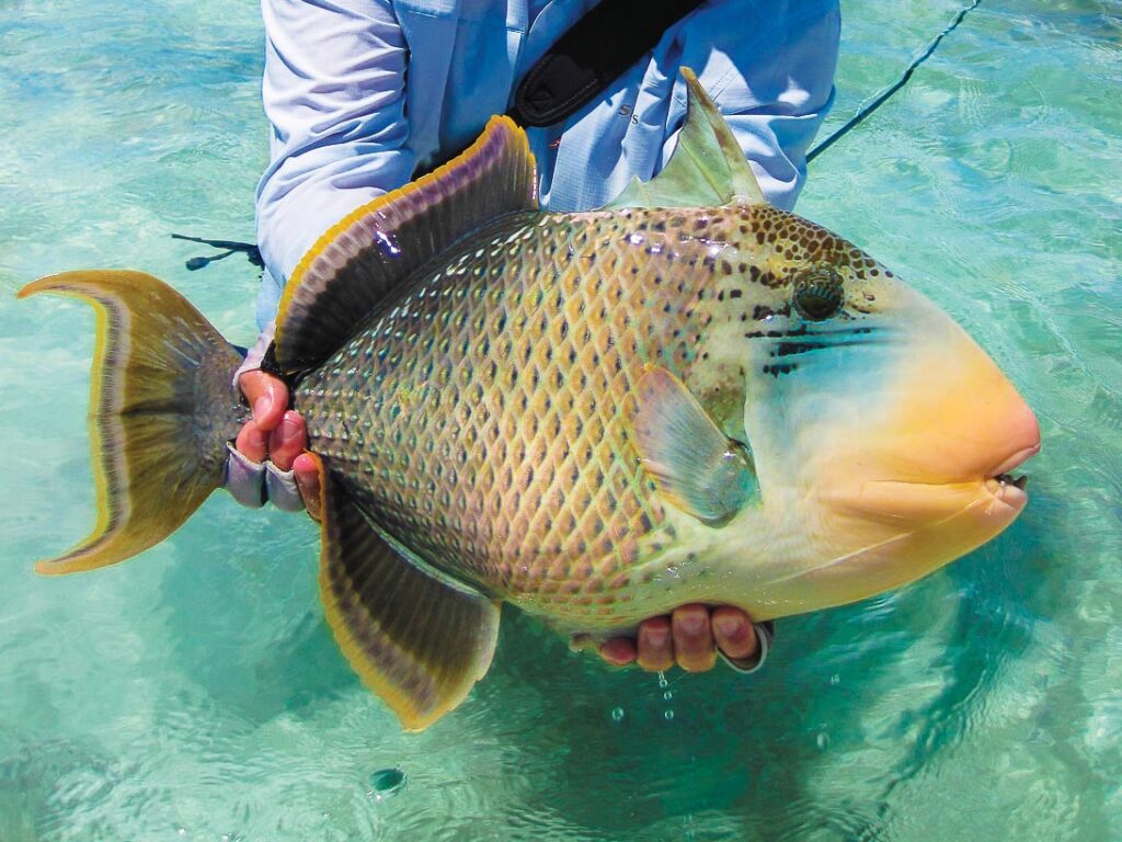 Ten reasons to try saltwater fly fishing, Alphonse triggerfish