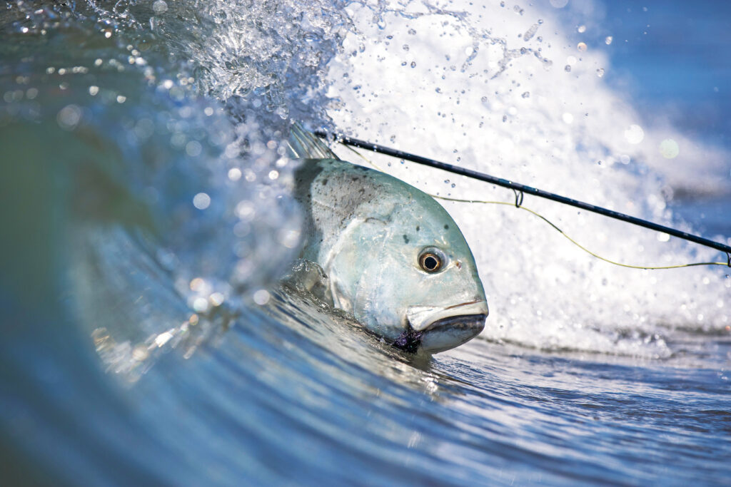 Ten reasons to try saltwater fly fishing 
Cosmoledo giant trevally