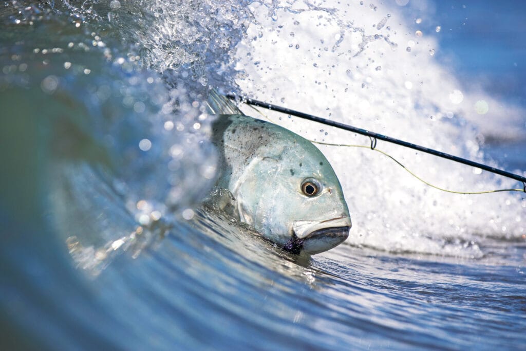 Ten reasons to try saltwater fly fishing
Cosmoledo giant trevally
