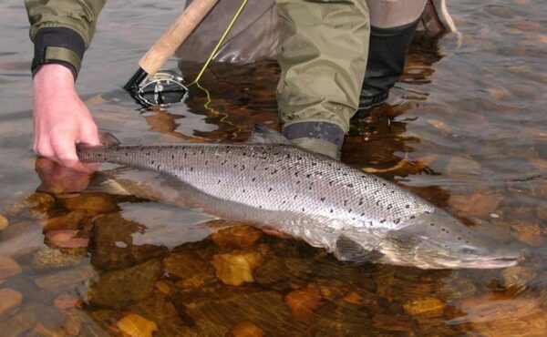 River Tyne salmon fishing, guided salmon fishing River Tyne, Aardvark McLeod guided salmon fishing