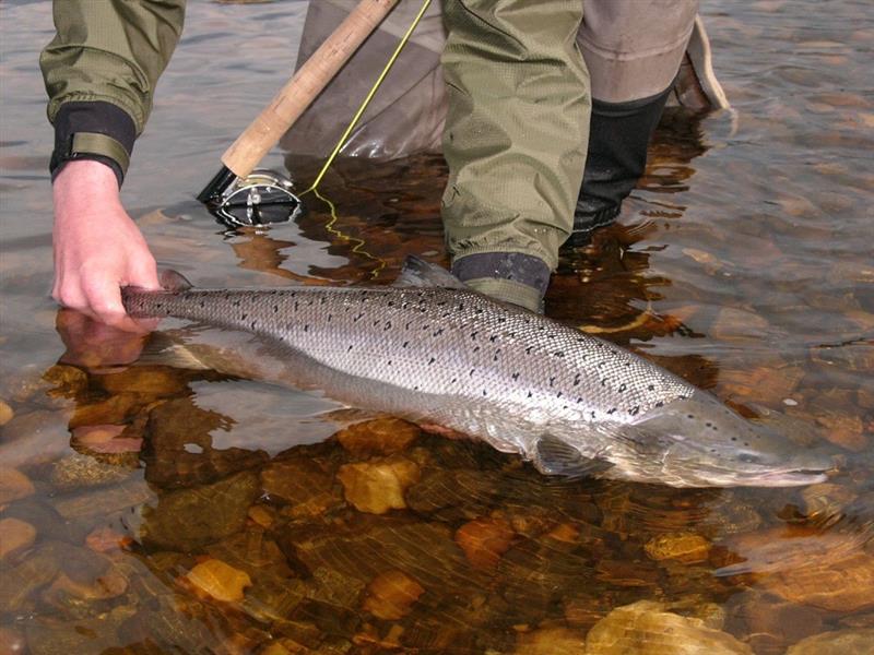 River Tyne salmon fishing, guided salmon fishing River Tyne, Aardvark McLeod guided salmon fishing