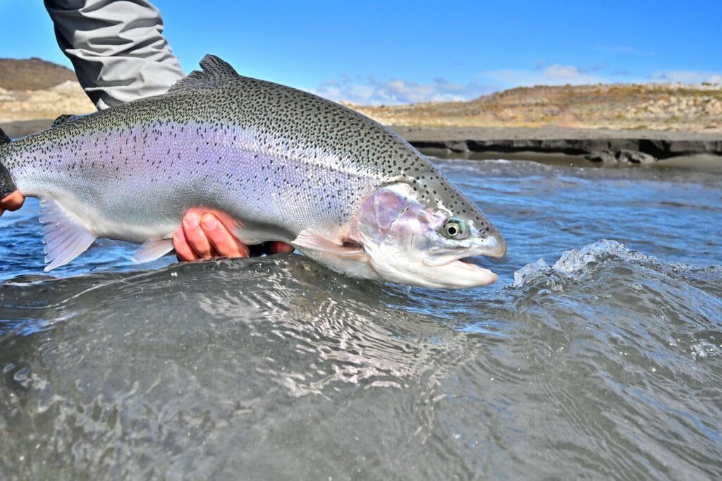 Lago Strobel Lodge, Jurassic Lake, Lago Strobel, Argentina fly fishing, Argentina rainbow trout, Jurassic trout, Aardvark McLeod