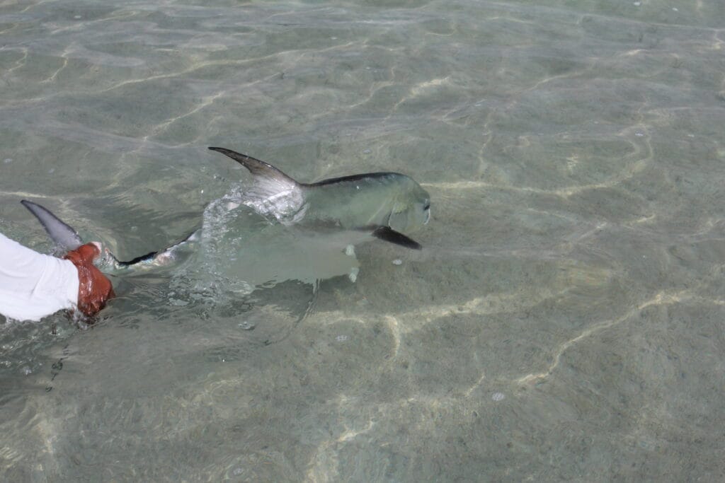 Espiritu Santo Bay Lodge, Mexico fly fishing, tarpon, permit, snook, bonefish, Aardvark McLeod