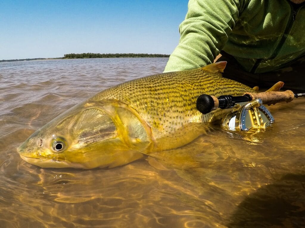 Parana River Outfitters, dorado fly fishing Argentina, fly fishing Argentina, Aardvark McLeod