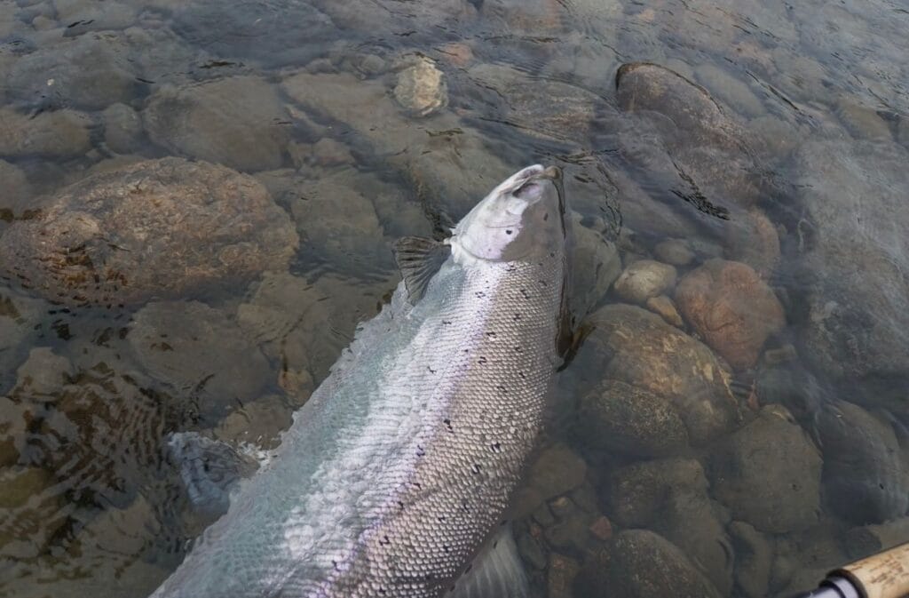 Gaula River, Norwegian Flyfishers Club, NFC, Norway, Atlantic salmon