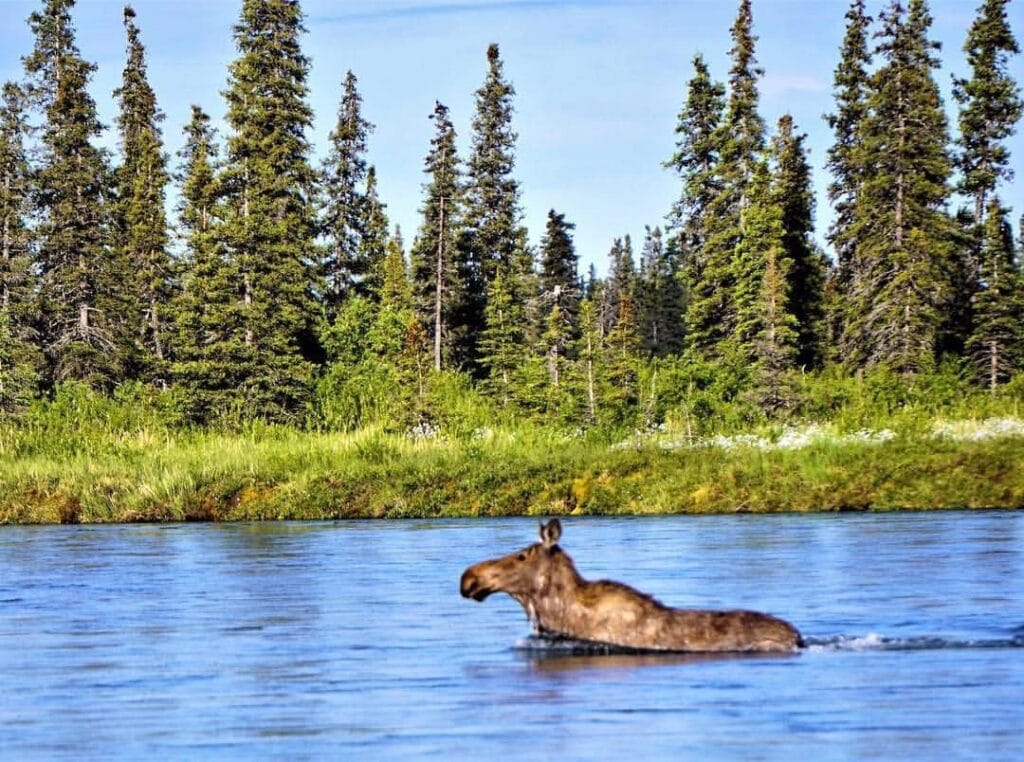 2023 trout opener at ATA (Alaska Trophy Adventure) Lodge 