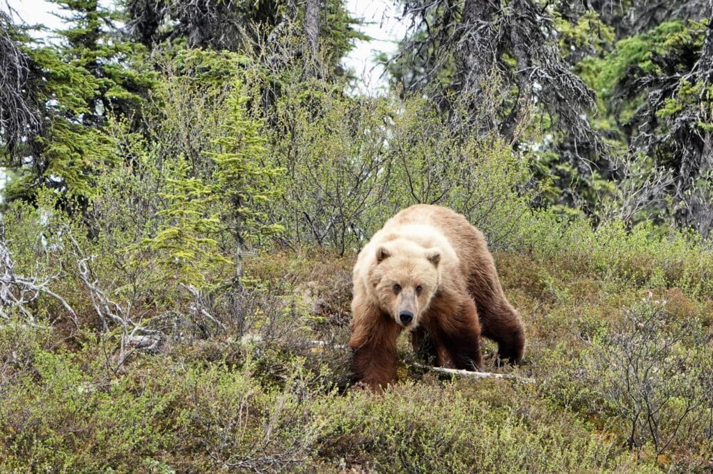 2023 trout opener at ATA (Alaska Trophy Adventure) Lodge 