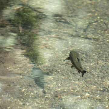 Testcombe River Test, Chalkstream Fly Fishing, Aardvark McLeod