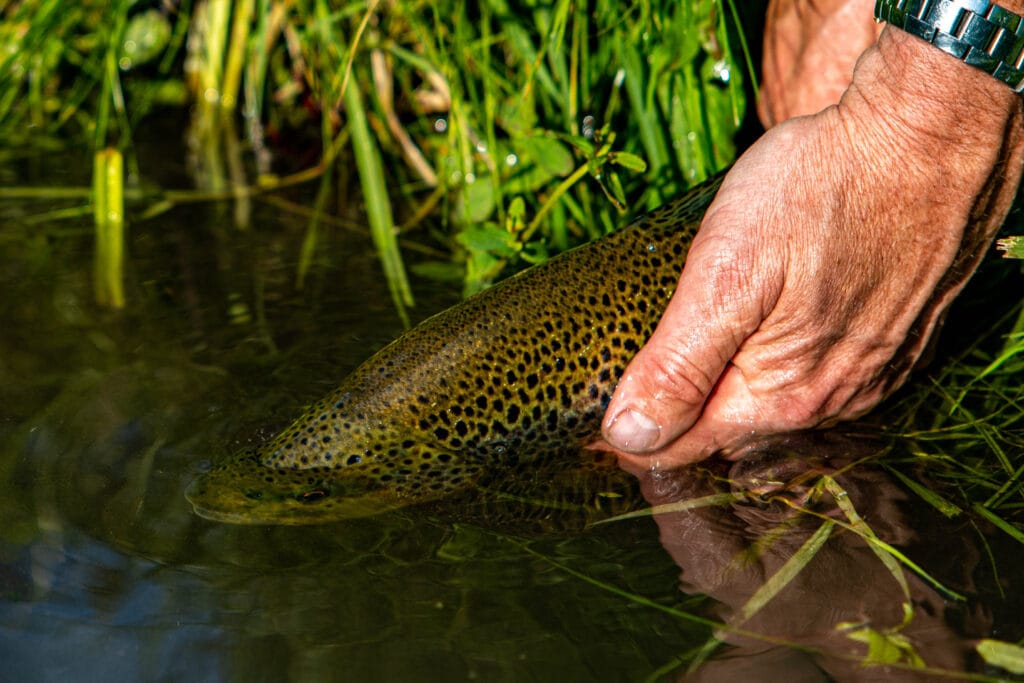 Testcombe River Test, Chalkstream Fly Fishing, Aardvark McLeod