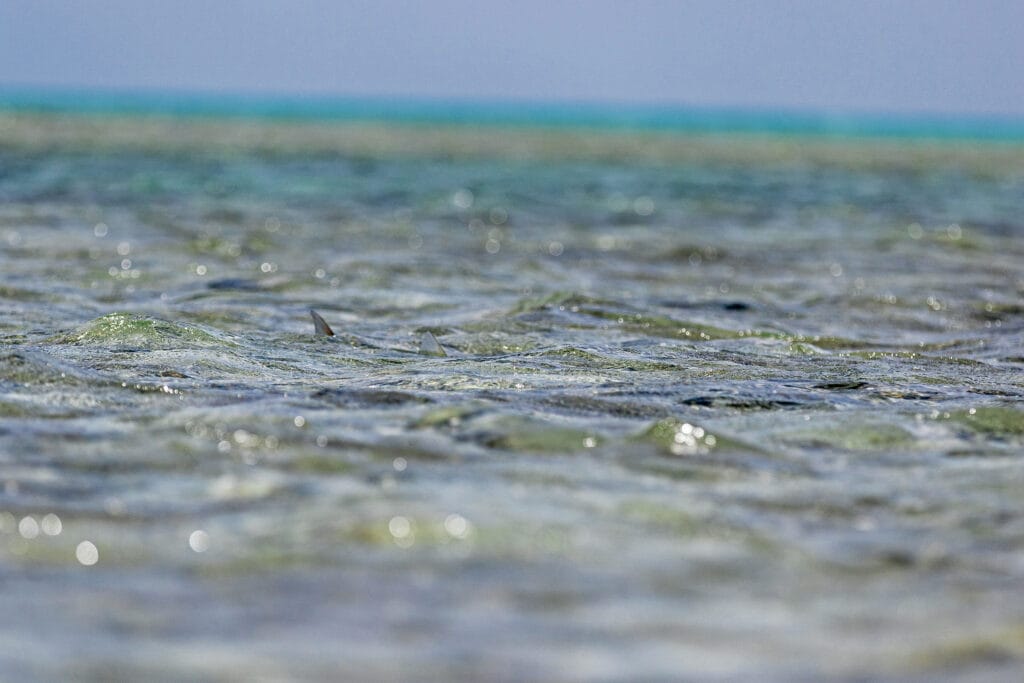 Bonefish, St Brandons, Mauritius, Aardvark McLeod