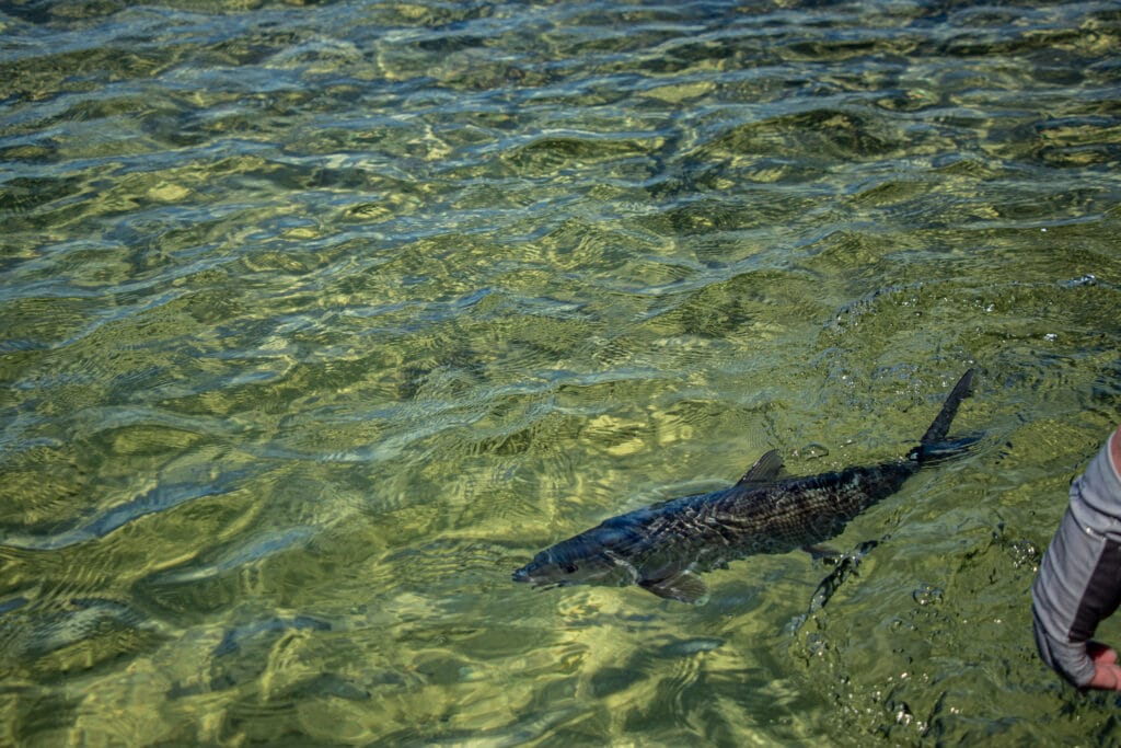 Jardines de la Reina, Cuba Fly Fishing, Jardines Avalon IV, Bonefish, Tarpon, Permit