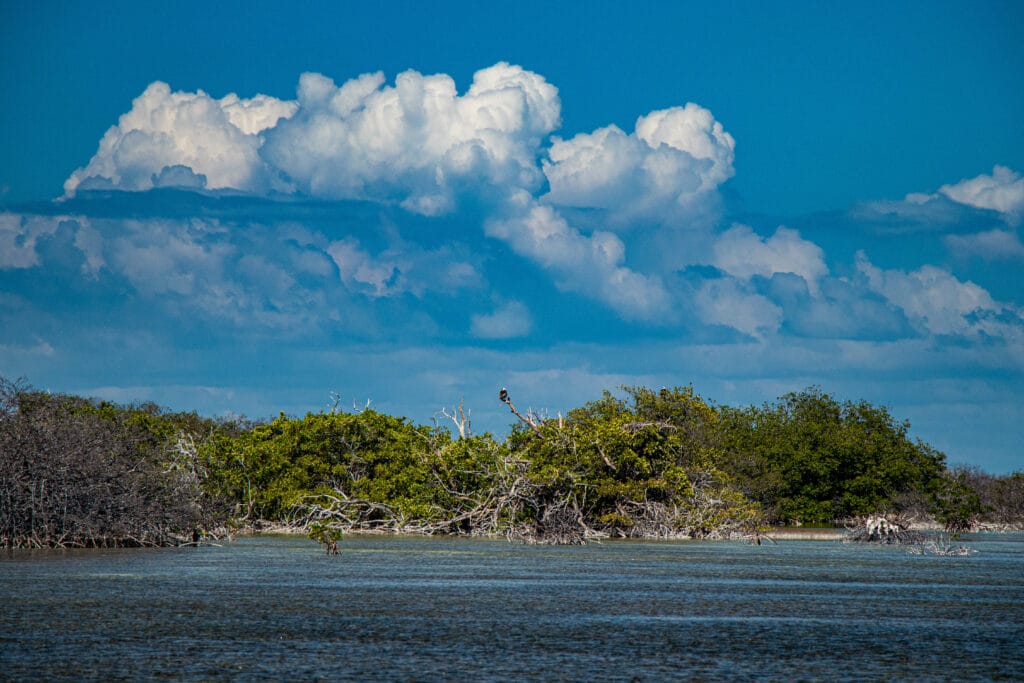 Jardines de la Reina, Cuba Fly Fishing, Jardines Avalon IV, Bonefish, Tarpon, Permit