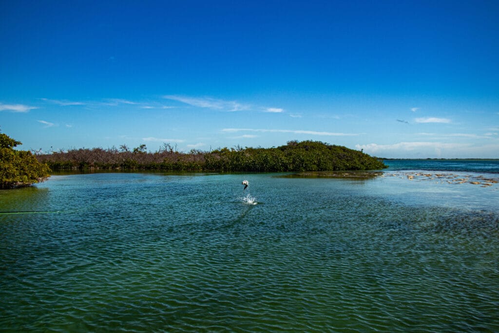 Jardines de la Reina, Cuba Fly Fishing, Jardines Avalon IV, Bonefish, Tarpon, Permit