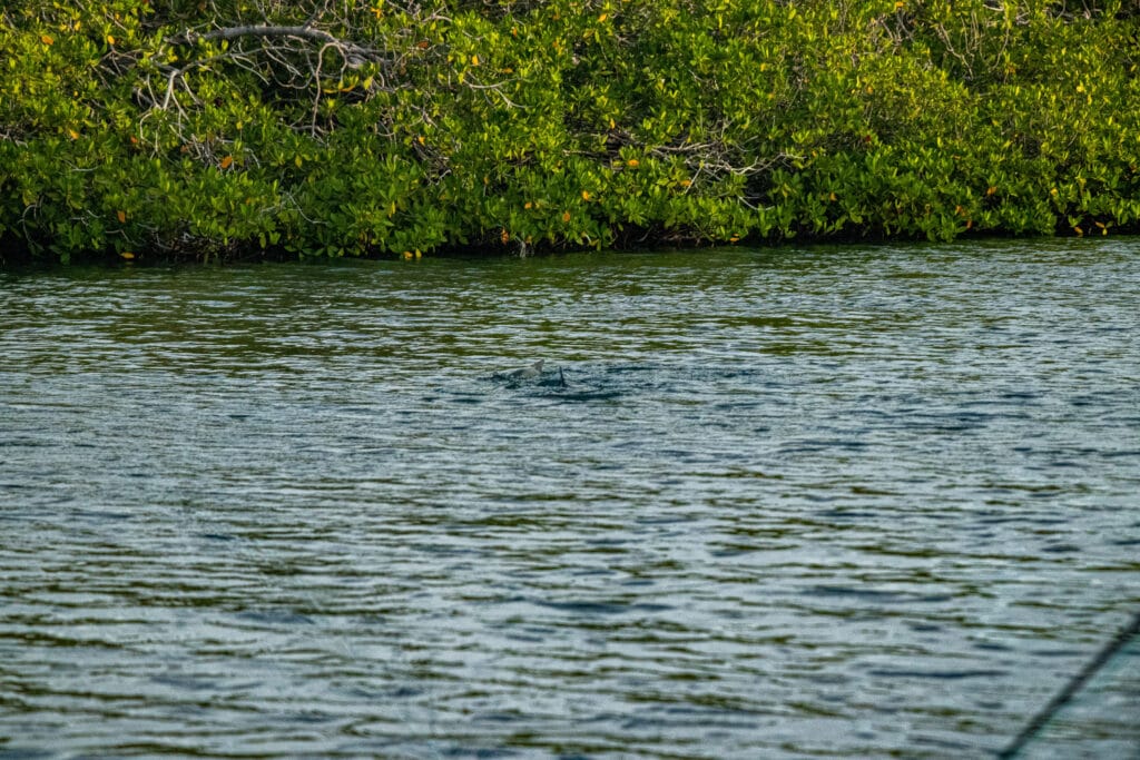 Jardines de la Reina, Cuba Fly Fishing, Jardines Avalon IV, Bonefish, Tarpon, Permit