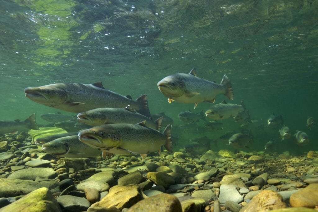 Missing salmon alliance