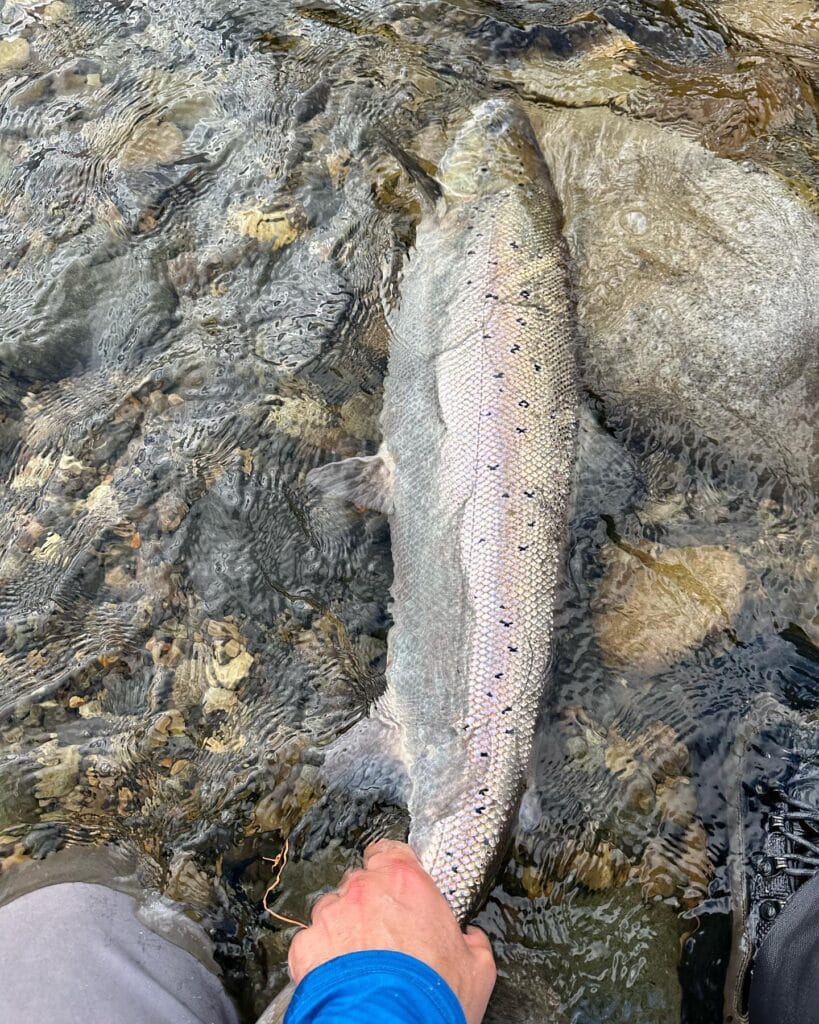 Gaula River, Norwegian Flyfishers Club, NFC, Norway, Atlantic salmon