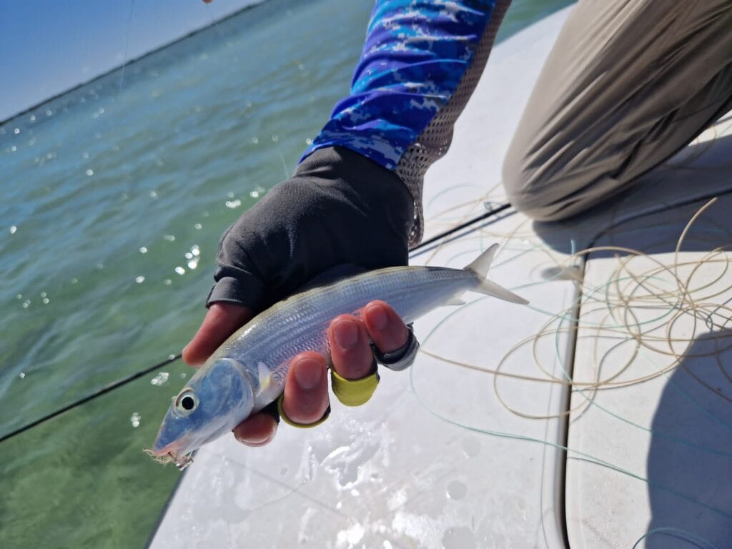 Jardines de la Reina, Cuba Fly Fishing, Jardines Avalon IV, Bonefish, Tarpon, Permit