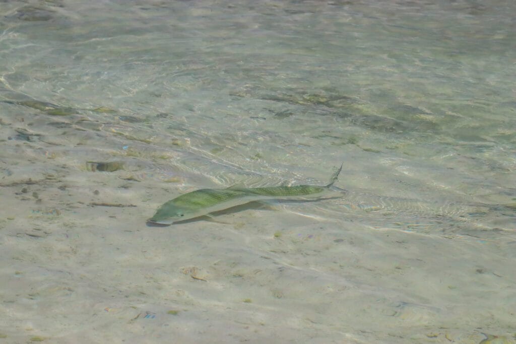 Bonefish, Indian Ocean, Aardvark McLeod