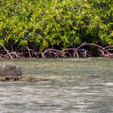 Turneffe Flats Lodge, Belize, Aardvark McLeod