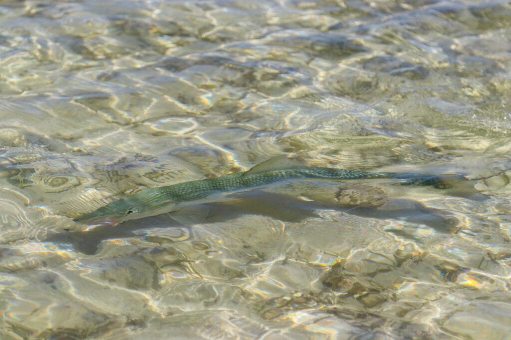 Bonefish, Indian Ocean, Aardvark McLeod