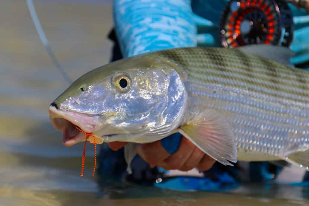 Bonefish, Indian Ocean, Aardvark McLeod