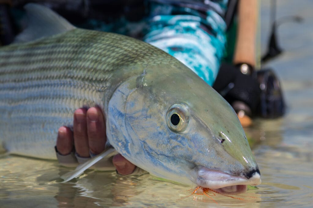 Bonefish, Indian Ocean, Aardvark McLeod