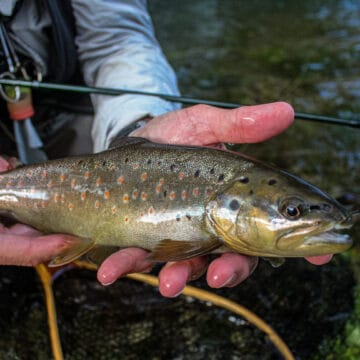 Bosnia, Fly Fishing, Brown Trout, dry fly fishing, grayling, Ribnik, Pliva, dry fly fishing