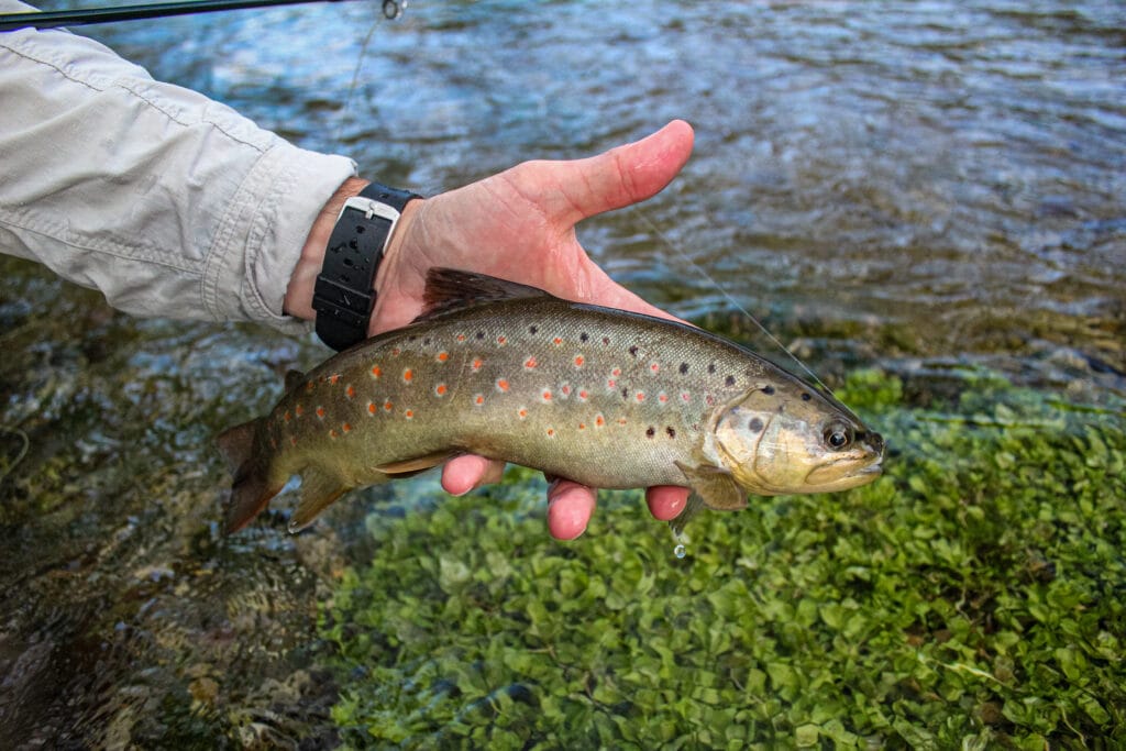 Bosnia, Fly Fishing, Brown Trout, dry fly fishing, grayling, Ribnik, Pliva, dry fly fishing