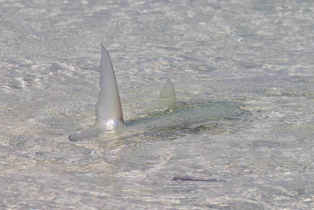 Los Roques, Venezuela, Aardvark McLeod