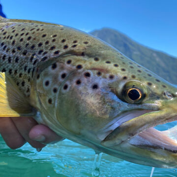 Martin Pescador Lodges, fly fishing Chile, trout fishing chile, Aardvark McLeod