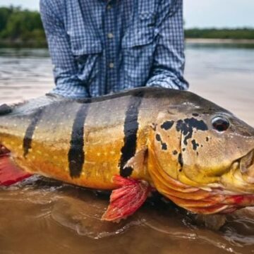 Rio Marie, new dates and special offer, Brazil, peacock bass, Aardvark McLeod