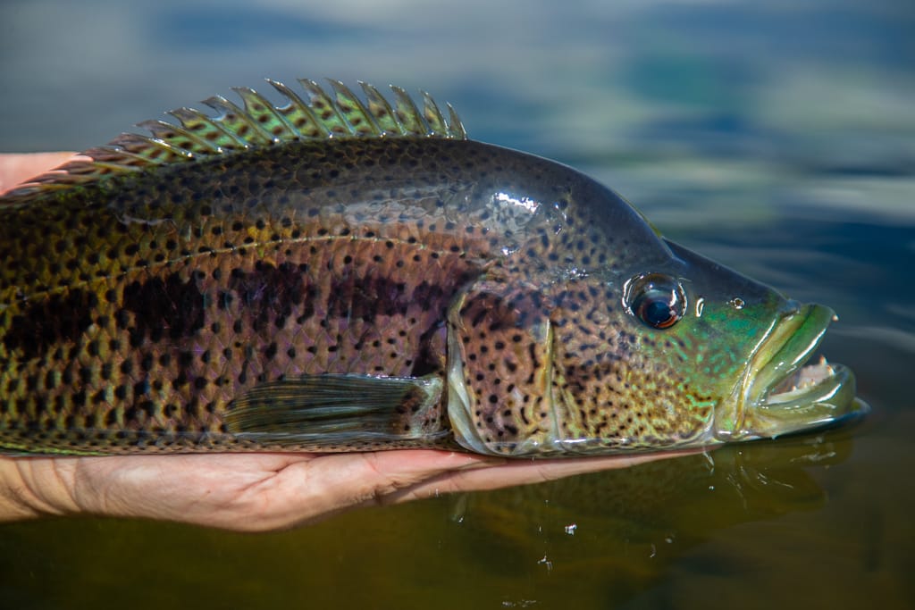 Jungle Quest, tarpon and machaca, Costa Rica fly fishing, Aardvark McLeod