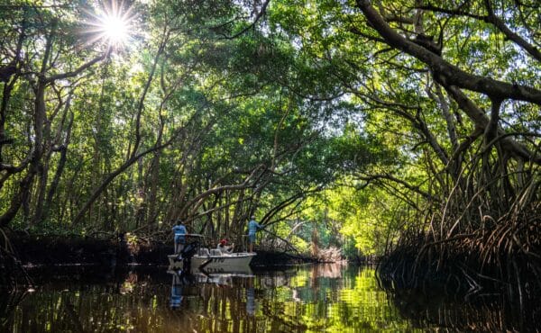 Casa Clorinda, tarpon fishing, fly fishing Mexico, tarpon fishing Mexico, Aardvark McLeod