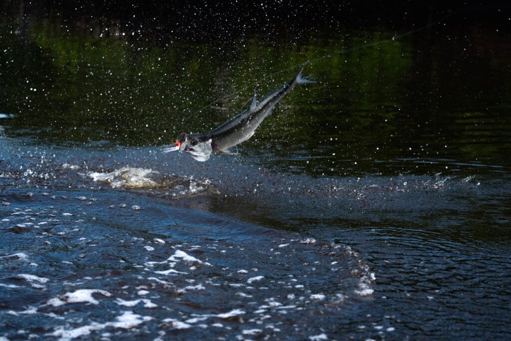 Casa Clorinda, tarpon fishing, fly fishing Mexico, tarpon fishing Mexico, Aardvark McLeod