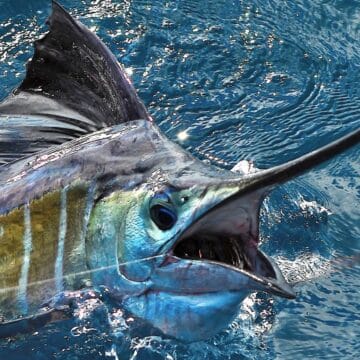 Guatemala sailfishing