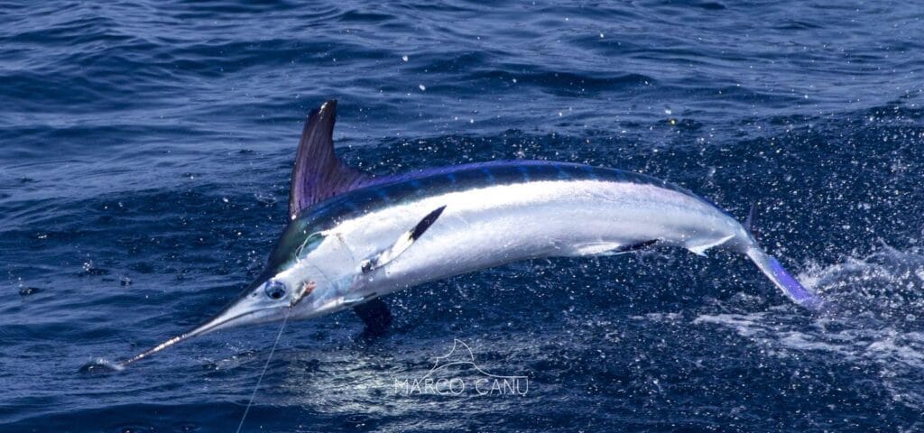 Billfish on the fly morocco