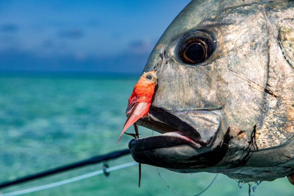 For the love of giant trevally