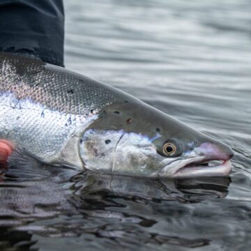 Stora Laxa Iceland, Atlantic salmon Iceland, Salmon Fly Fishing Iceland