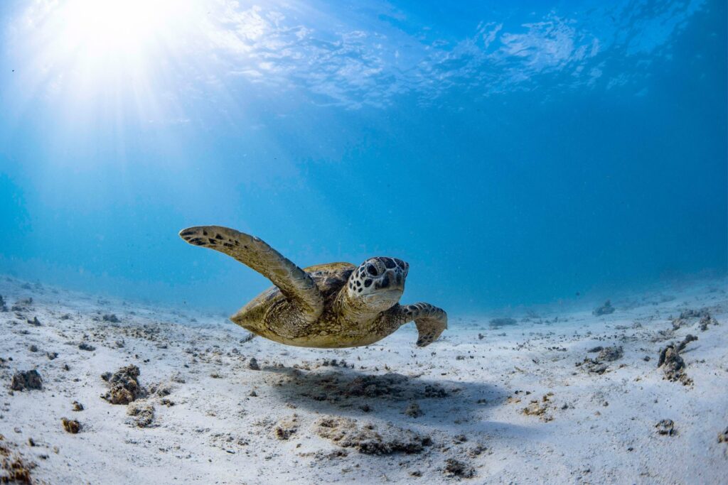 Wildlife, Ningaloo Reef, Exmouth, western Australia fly fishing, Aardvark McLeod